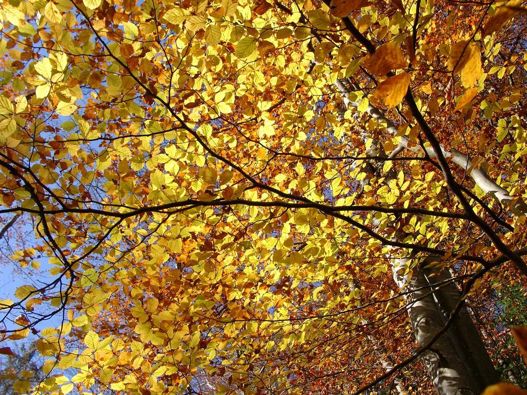 Sonnenhaus Sander Schruns Luaran gambar
